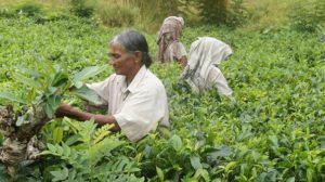 Te planter fra Sri Lanka